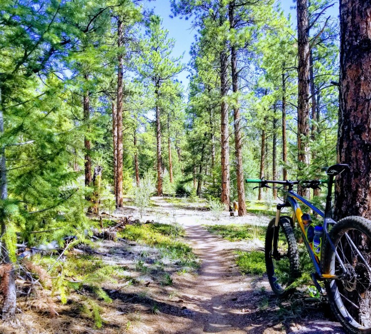 Buffalo Creek Mountain Bike Parking (Pine,&nbspCO)